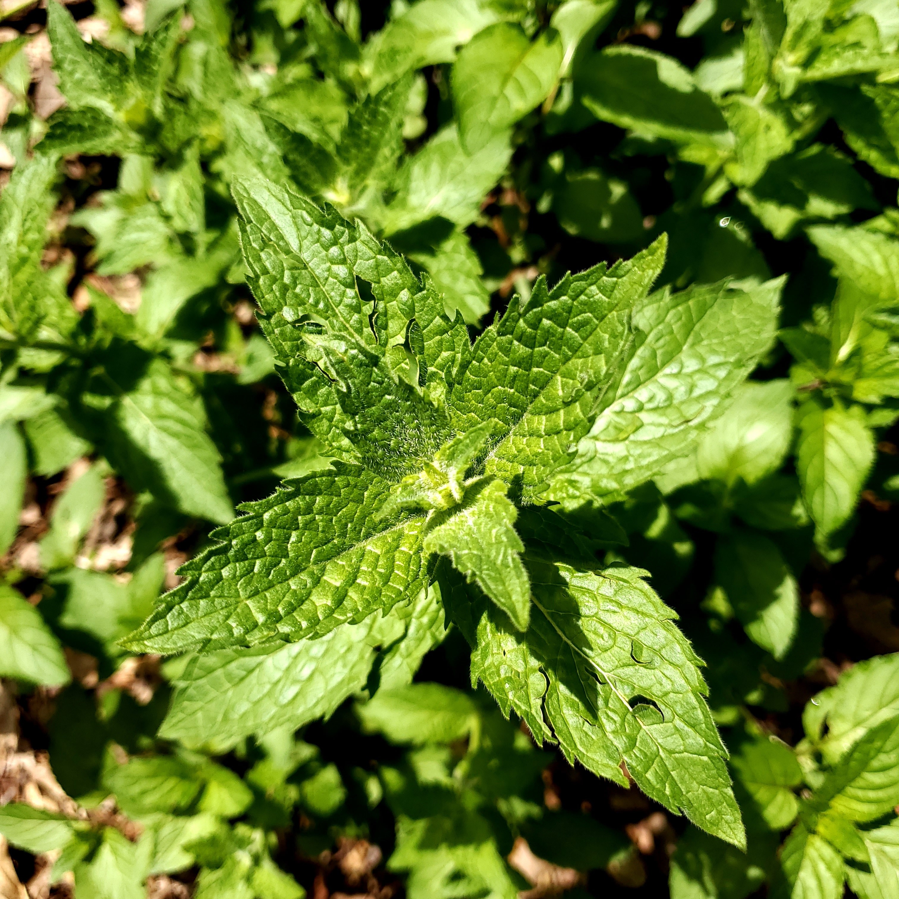 Mint